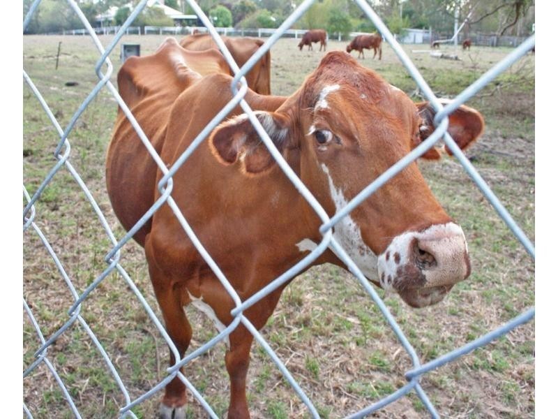 71 Hazel Road, Tamborine QLD 4270