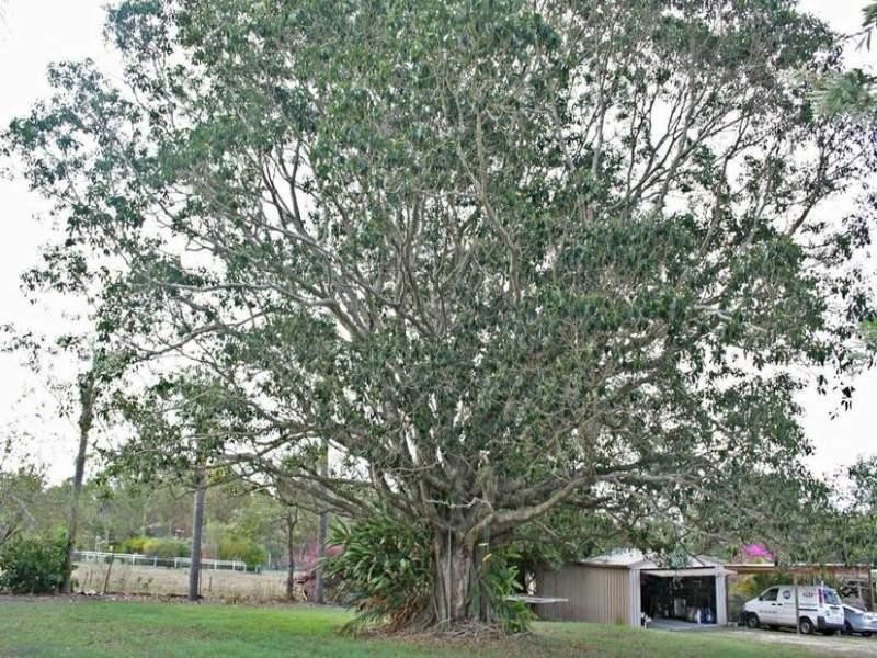 71 Hazel Road, Tamborine QLD 4270