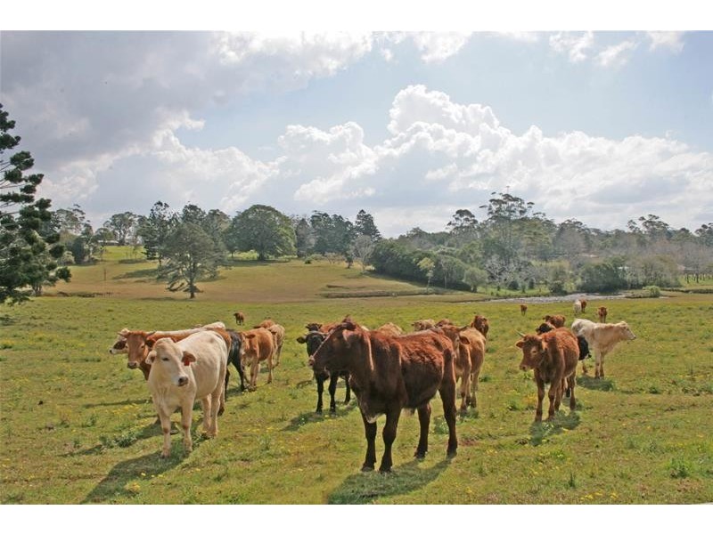 59 Wilson Road, Tamborine Mountain QLD 4272