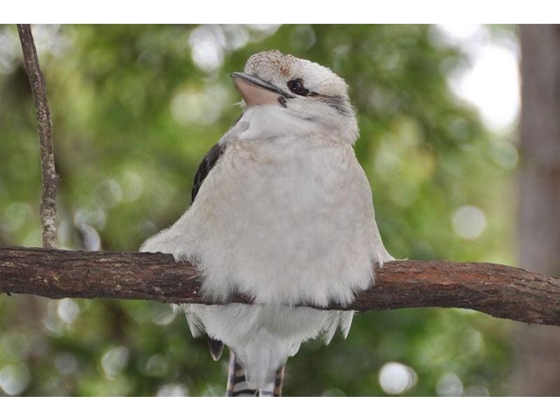 3 Orchis Drive, Tamborine Mountain QLD 4272