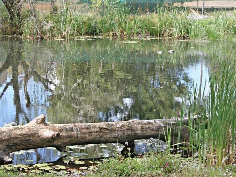 91 Wongawallan Road, Eagle Heights QLD 4271