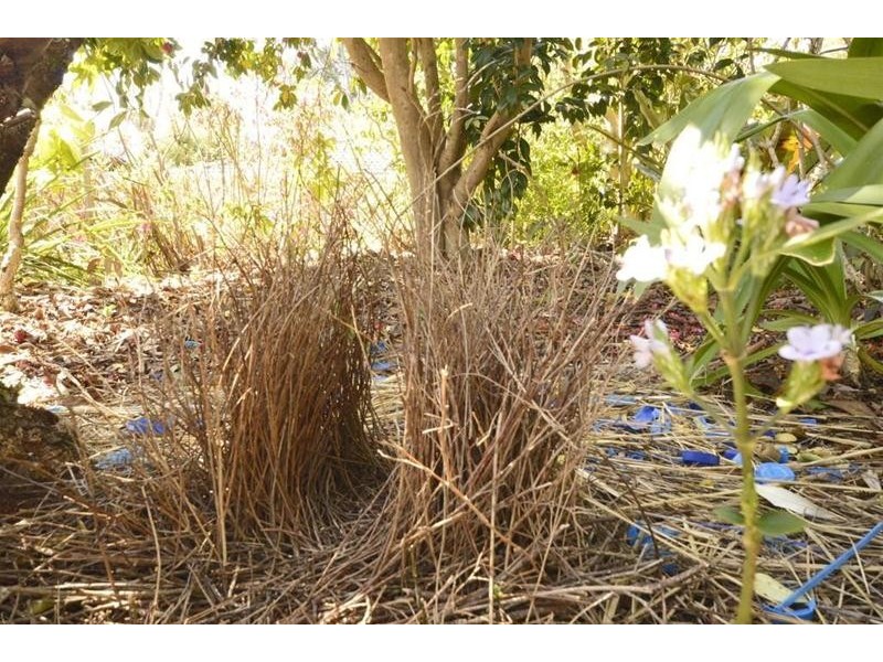 30 Cibola Drive, Tamborine Mountain QLD 4272