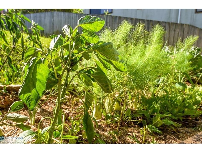 27 Tolima Drive, Tamborine Mountain QLD 4272