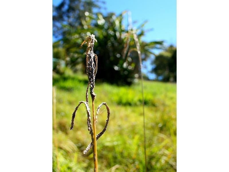 5 Ohia Court, Eagle Heights QLD 4271