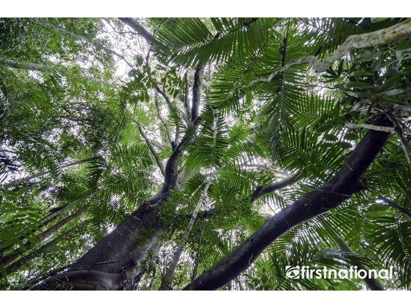 29 Palm Grove Avenue, Tamborine Mountain QLD 4272