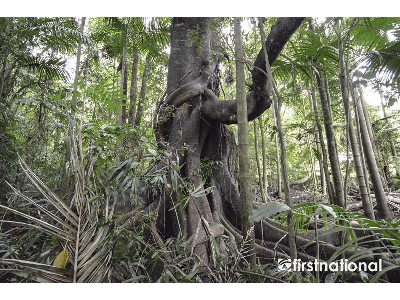 29 Palm Grove Avenue, Tamborine Mountain QLD 4272