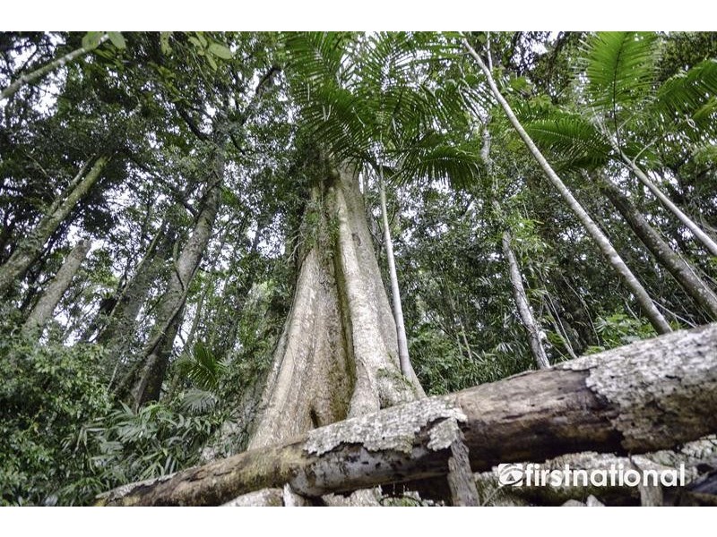 29 Palm Grove Avenue, Tamborine Mountain QLD 4272