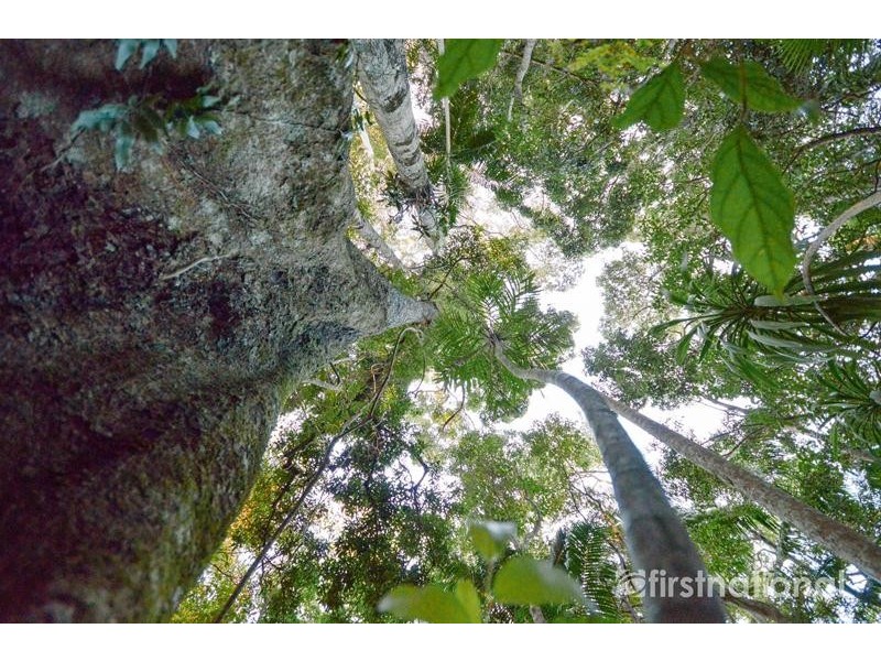 101-103 Licuala Drive, Tamborine Mountain QLD 4272