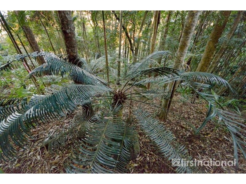 101-103 Licuala Drive, Tamborine Mountain QLD 4272