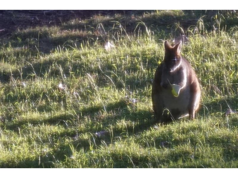 25 Palm Grove Avenue, Tamborine Mountain QLD 4272