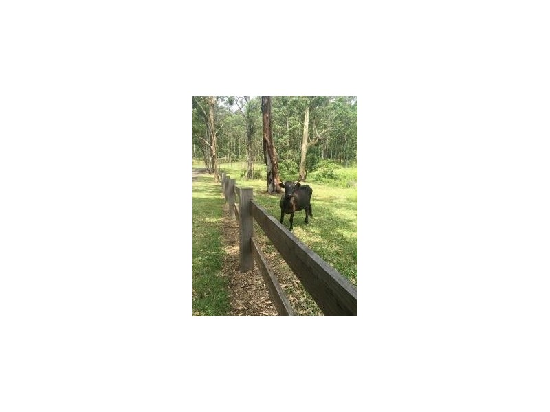 Tamborine Mountain QLD 4272