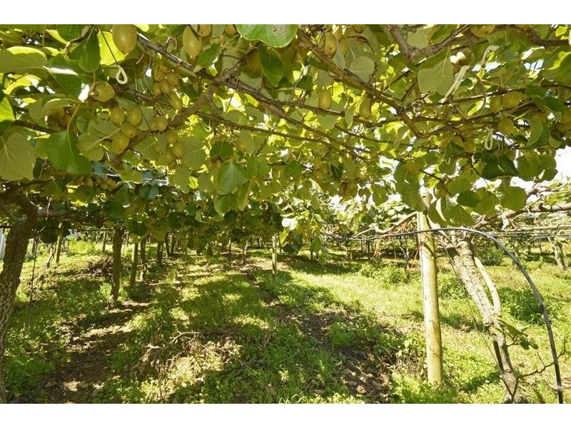 47 Kootenai Drive, Tamborine Mountain QLD 4272