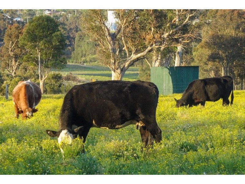 71 Owlpen Lane, Farley NSW 2320