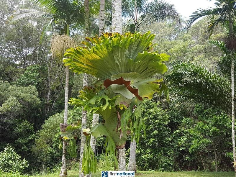 Lake Eacham QLD 4884