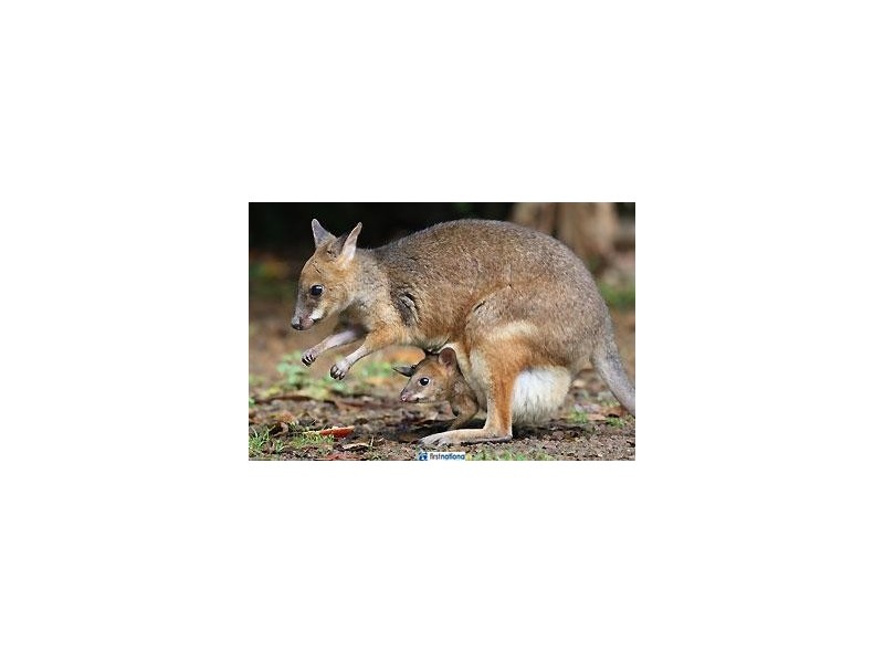 1 Eacham Close, Lake Eacham QLD 4884