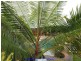Tinaroo QLD 4872