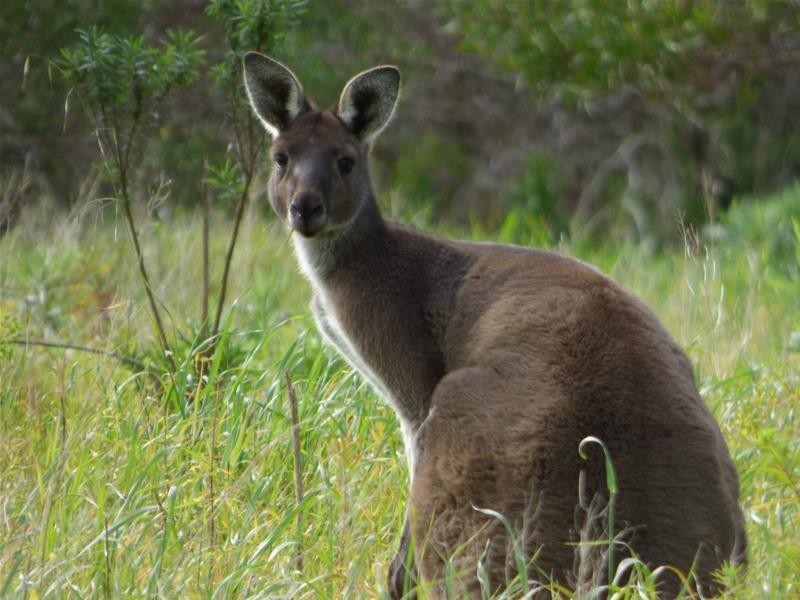 Lot 2, 27 Happy Valley Road, Port Lincoln SA 5606