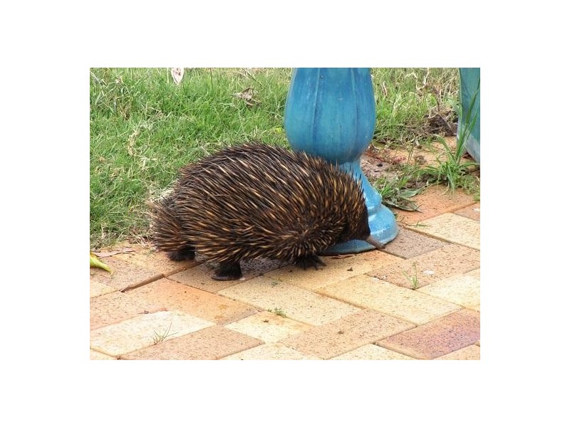 147 Kalinda Road, Armidale NSW 2350