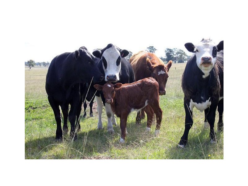 173 Lochaven Road, Armidale NSW 2350