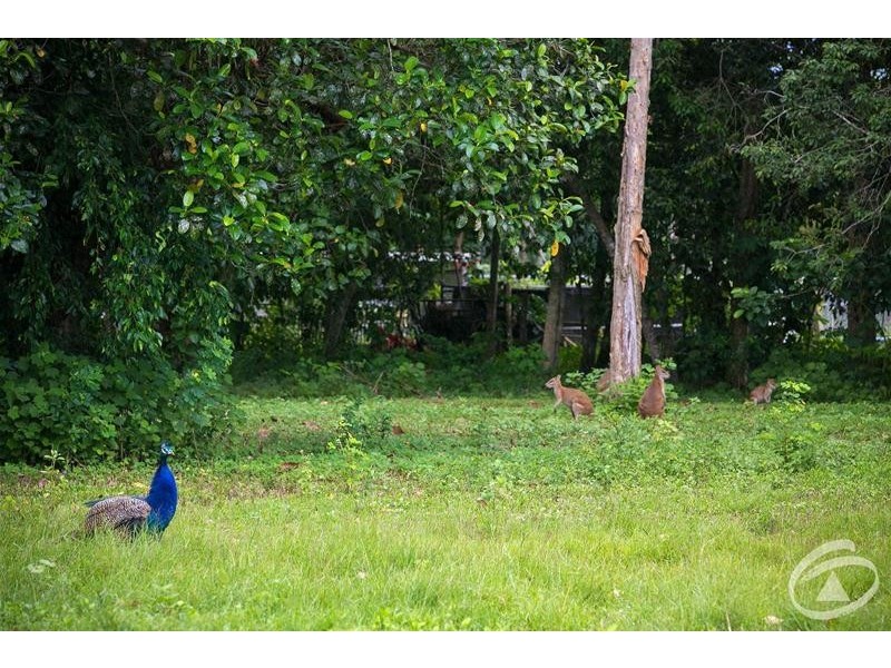 61 Giffin Road, White Rock QLD 4868