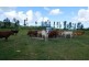 Lot 102 Old Tully Road, Feluga QLD 4854
