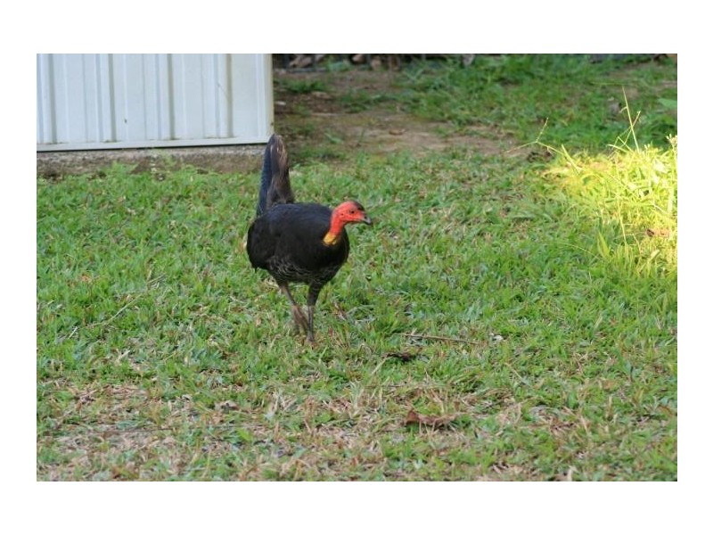 32 Nolan Street, Whitfield QLD 4870