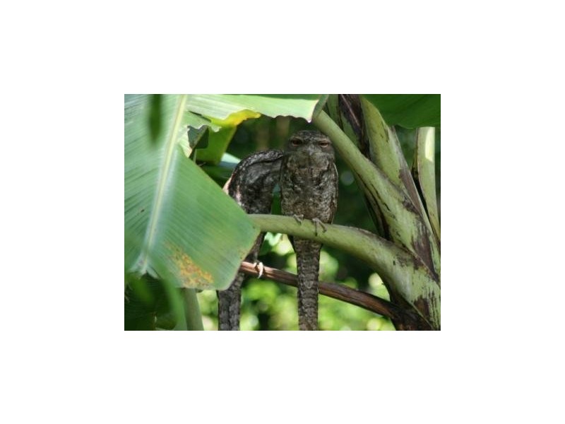 32 Nolan Street, Whitfield QLD 4870