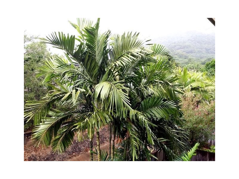 22/44-46 Intake Road, Redlynch QLD 4870