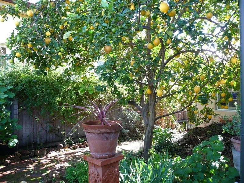 65 Goderich Street, East Perth WA 6004