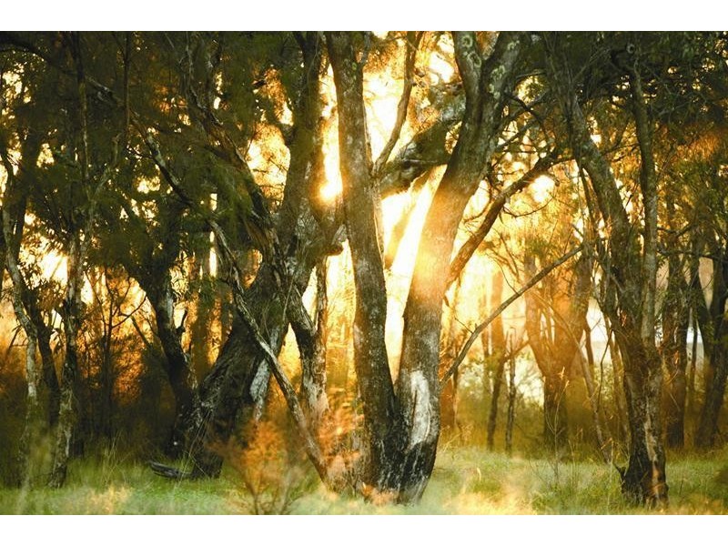 Lot/95 Lloyd Avenue, Ravenswood WA 6208