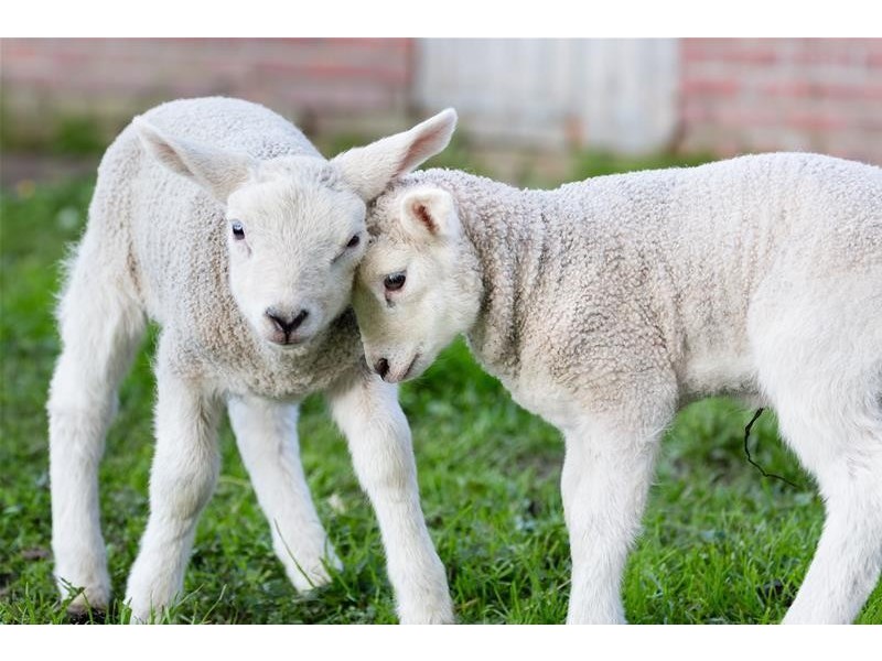 Lot 14/ Oyston Road, Bakers Hill WA 6562