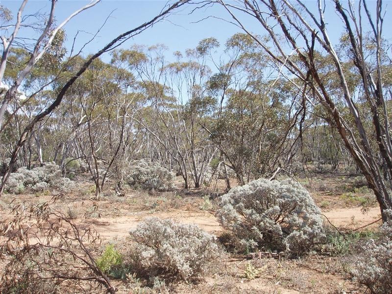 Lot 41 Pipeline Road, Swan Reach SA 5354