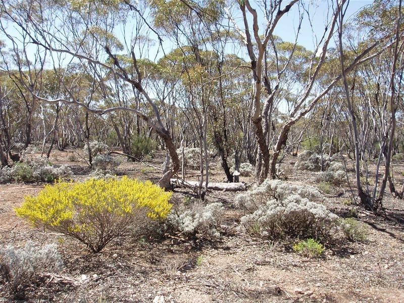 Lot 41 Pipeline Road, Swan Reach SA 5354