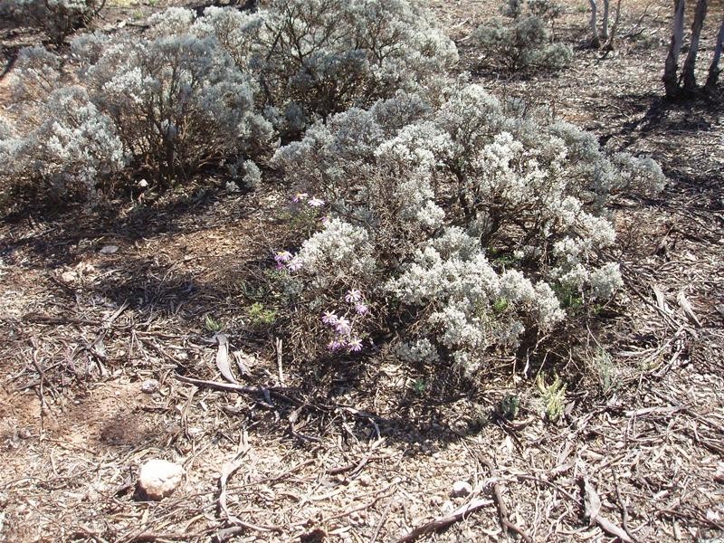 Lot 41 Pipeline Road, Swan Reach SA 5354