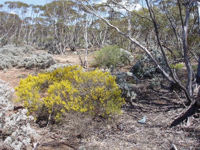 Lot 41 Pipeline Road, Swan Reach SA 5354