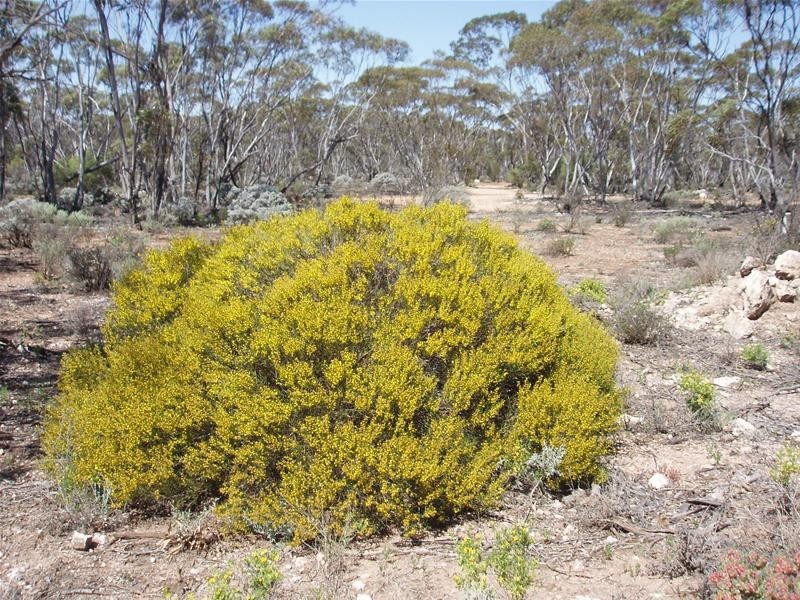 Lot 41 Pipeline Road, Swan Reach SA 5354