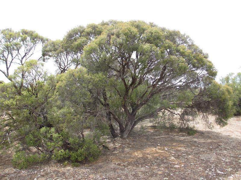 Section 204 Stott Highway, Swan Reach SA 5354