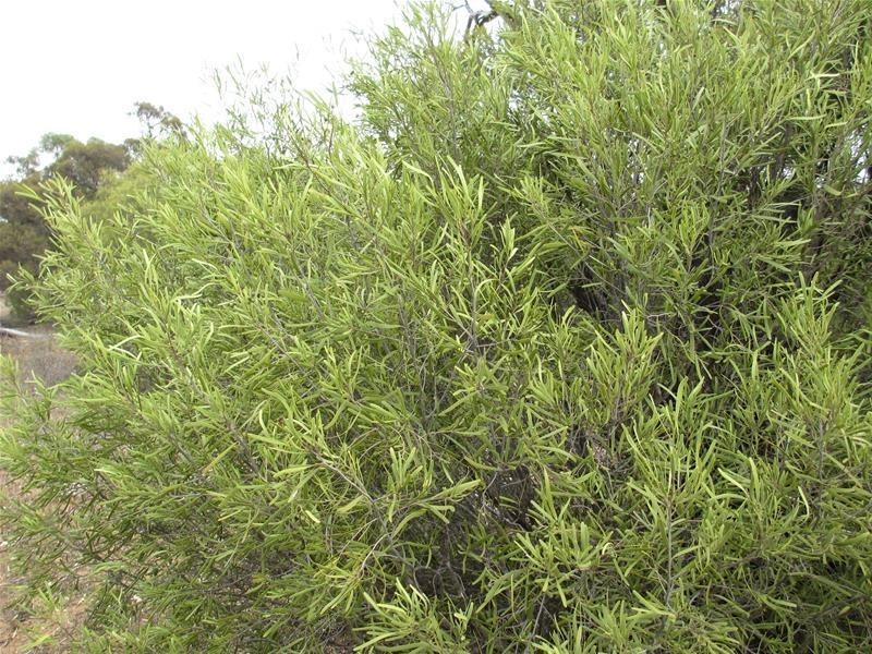 Section 204 Stott Highway, Swan Reach SA 5354