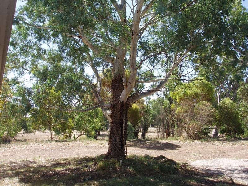 Lot 1, 1 Marne River Road, Cambrai SA 5353