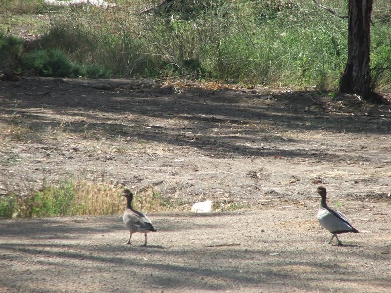 79 Marks Landing, Swan Reach SA 5354