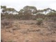 Lot 726 Frost Road Sandleton via, Sedan SA 5353