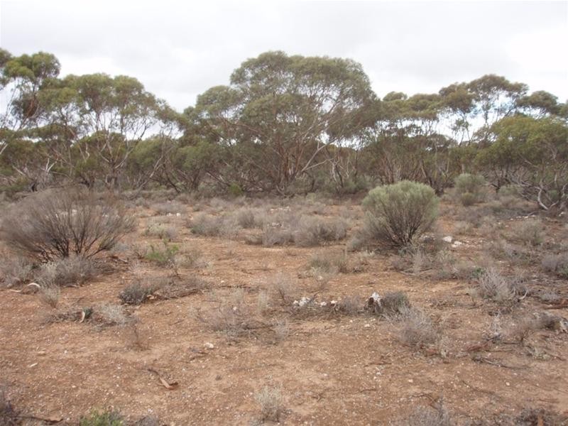 Lot 726 Frost Road Sandleton via, Sedan SA 5353
