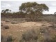 Lot 726 Frost Road Sandleton via, Sedan SA 5353