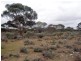 Lot 726 Frost Road Sandleton via, Sedan SA 5353
