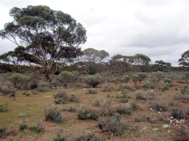 Lot 726 Frost Road Sandleton via, Sedan SA 5353