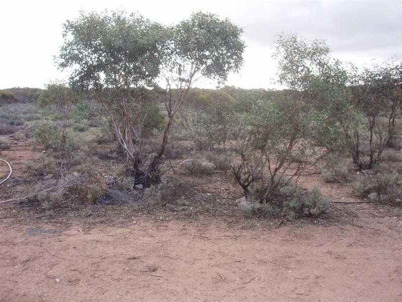 Lot 726 Frost Road Sandleton via, Sedan SA 5353