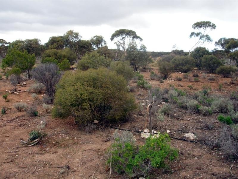 Lot 726 Frost Road Sandleton via, Sedan SA 5353
