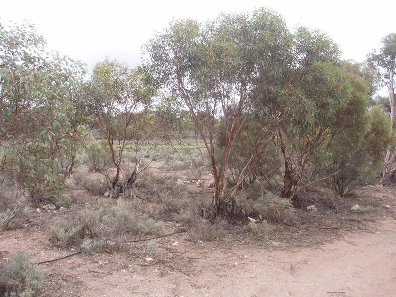 Lot 726 Frost Road Sandleton via, Sedan SA 5353