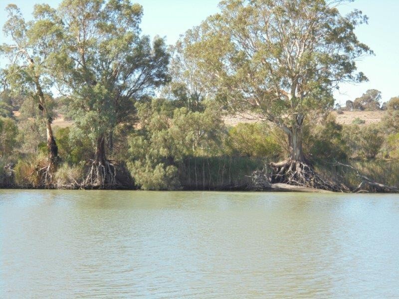 Shack 25 Langs Landing, Swan Reach SA 5354