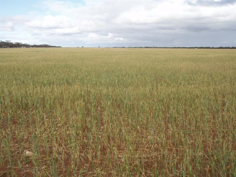 SECTION 54 Bowhill- Purnong Road, Bowhill SA 5238